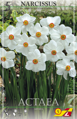 Нарцис Narcis Actaea 12-14 per 5