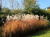 Мискантус пурпур. Miscanthus purpurascens