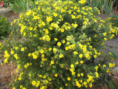 Лапчатка кустарниковая (Potentilla fruticosa Goldfinger цв. желтый Н1,2м) C3