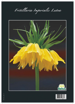 Рябчик Fritillaria Imperialis Lutea 20/22 per 1