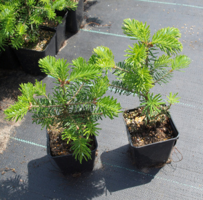 Пихта корейская (Abies koreana H9m,B3m) P9