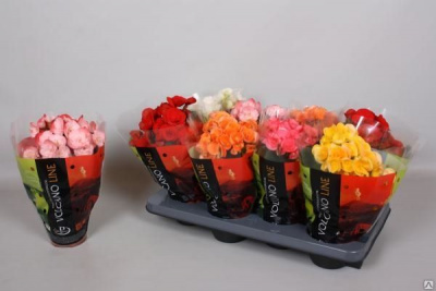 Бегония Begonia Elat. Hl 'volcano' 12/30