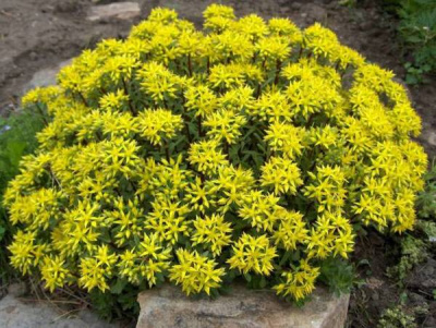 Очиток Сельского Sedum selsnianum 'Spirit' (жёлтые,Н=10см)