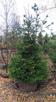 Ель обыкновенная (Picea abies)