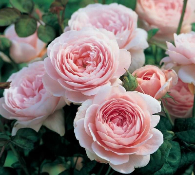 Роза английская Queen of Sweden С7