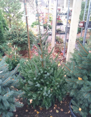Ель сербская (Picea omorika Н20м В3м) 120-140 С20 D