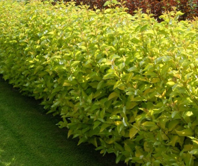 Дерен белый (Cornus alba Aurea)