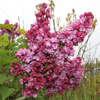 Сирень обыкновенная (Syringa vulgaris `Принц Волконский`) С10