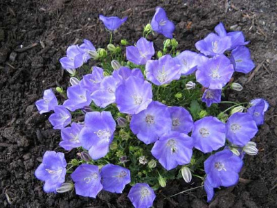 Колокольчик карпатский Campanula carpatica 'Dark Blue Clip' (ярко-синий,VI-IX,Н=20см,лист тёмно-зелё