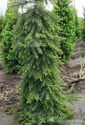 Ель сербская (Picea omorika Pendula) Н=10, В=2м