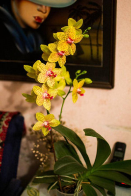 Орхидея Phalaenopsis