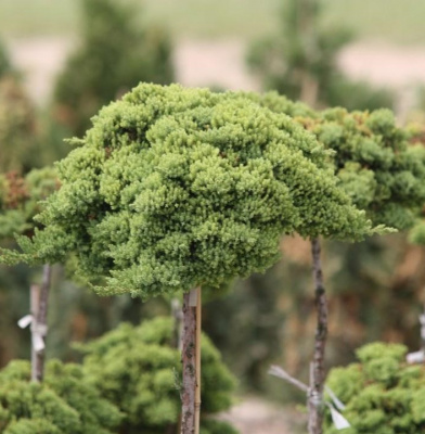 Можжевельник лежачий (Juniperus procumbens 'Nana' Н0,20м,В1м) 40см штамб 90см С7