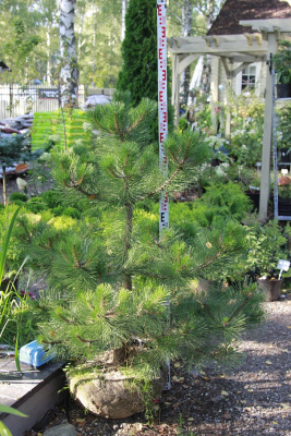 Сосна черная Pinus nigra