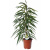 Фикус Ficus Binnendijkii 'Alii' С2