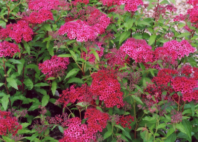 Spiraea japonica Anthony Waterer