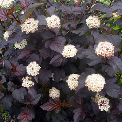 Physocarpus opulifolius Diabolo