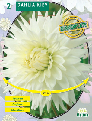 Георгин Dahlia Dinnerplate Kiev per 2