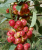 Яблоня декоротивная Скарлет (Malus Sсarlet)