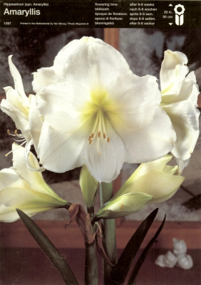 Амарилис Amaryllis Hypeastrum, White (unpacked)