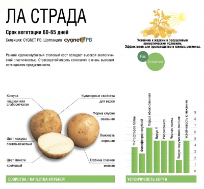 Картофель Ла Страда