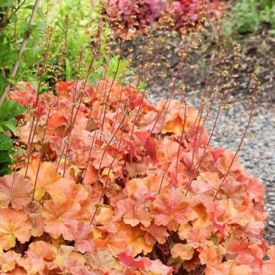Гейхера Heuchera Нозерн Икспожэ Амбер С2