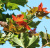 Клен остролистный (Acer platanoides Deborah)