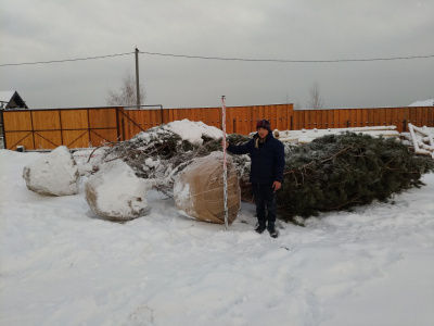 Сосна Обыкновенная Pinus sylvestris (700-800, WRB120)