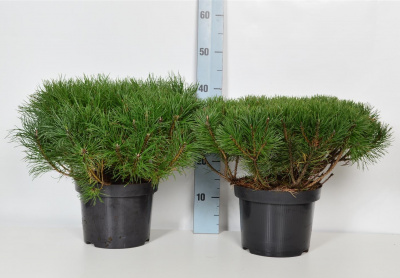 Сосна горная Пумилио (Pinus mugo Pumilio)