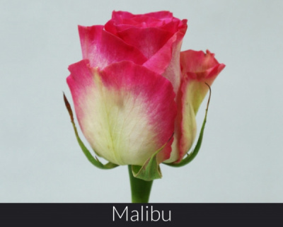 Роза Малибу 60