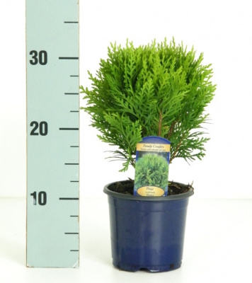 Туя западная (Thuja occidentalis 'Danica' Н0,5м,В0,5м) 15cm С2