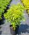 Бузина чёрная Sambucus nigra 'Aurea' С3