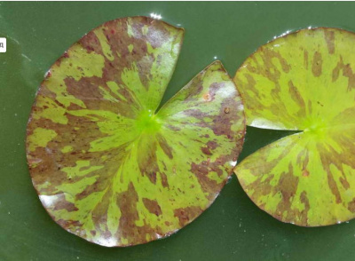 Нимфея Marliacea Chromatella (Кувшинка, водяная лилия Марлиака Хромателла,цв. желтый) С4