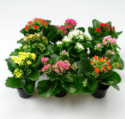 Каланхоя Kalanchoe каландива 13/45