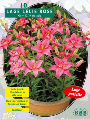 Лилия Lilium Rose per 10