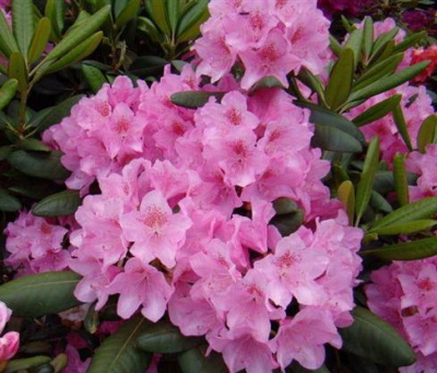 Рододендрон гибридный ( Rhododendron hybrida Helsinki University)