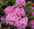 Рододендрон гибридный ( Rhododendron hybrida Helsinki University)