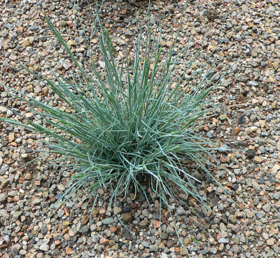 Овсяница сизая Festuca cinerea