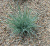 Овсяница сизая Festuca cinerea