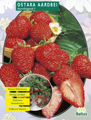 Клубника Aarbei Ostara С1