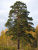 Сосна Обыкновенная Pinus sylvestris (120-140, ком в сетке) Ви