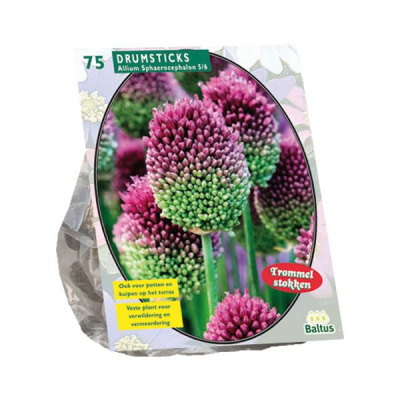 Allium Sphaerocephalon per 75