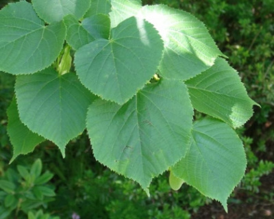 Липа крупнолистная (Tilia platyphyllos) С5
