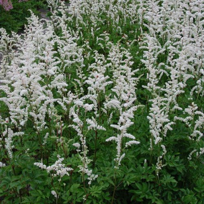 Астильба Арендса 'Mount Blanc