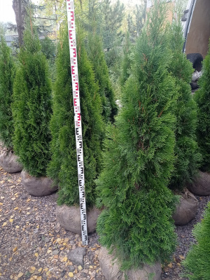Туя западная 'Smaragd' Н=4м,В=1,5м