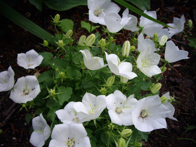 Колокольчик карпатский Campanula carpatica 'Weise Clips' (белый,VI-IX,Н=20см,лист свет-зел)