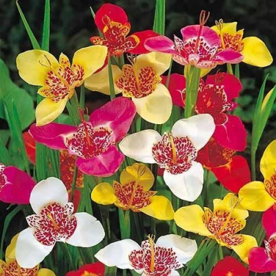 ТигридияTigridia pavonia