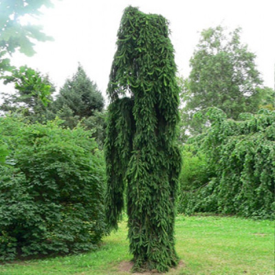 Ель обыкновенная (Picea abies Inversa 125-150, WRB) Н=8м И=2,5м Вн С54