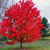 Acer rubrum 'October Glory'