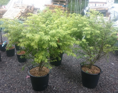 Бересклет европейский Euonymus europaeus Euon Alatus C35 d45/120
