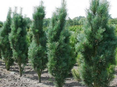 Сосна Обыкновенная Pinus sylvestris Fastigiata (WRB-40 120) pH 6-7 H=15м B=1.5м